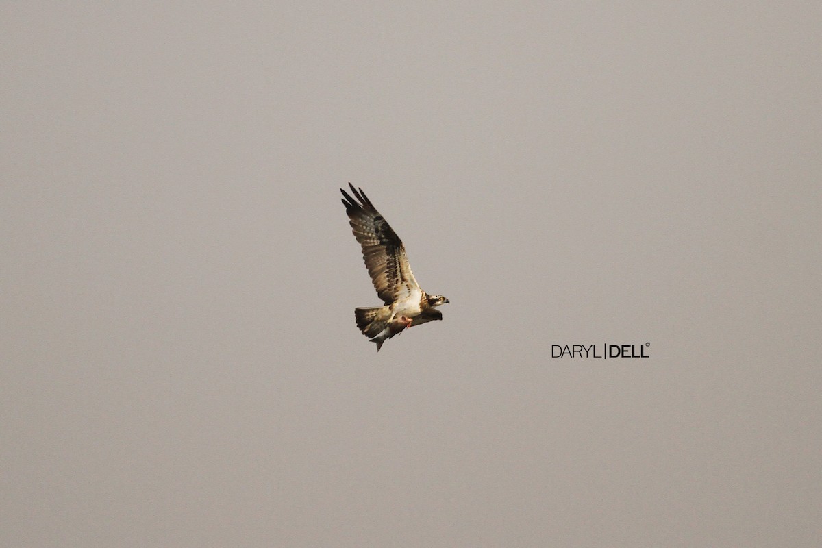 Osprey - Daryl Dell