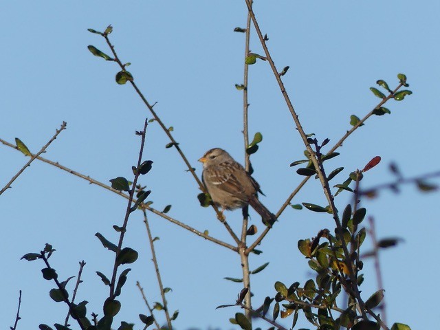 White-crowned Sparrow - Linda Verceles