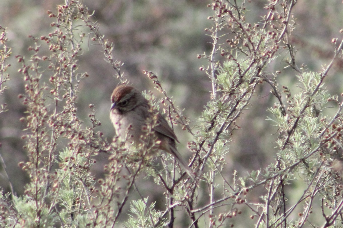 Rufous-crowned Sparrow - Sergio Perez