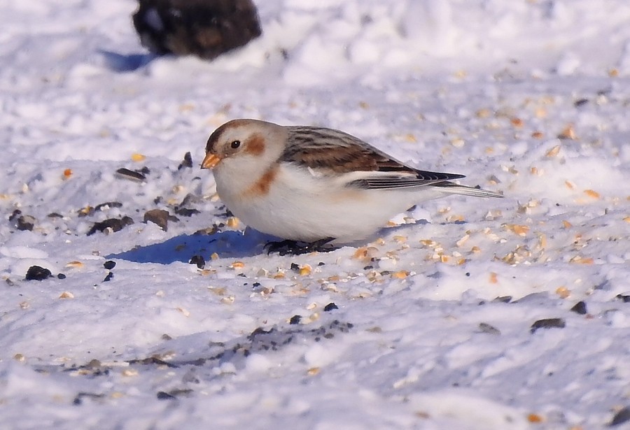 Snow Bunting - Brian Tinker