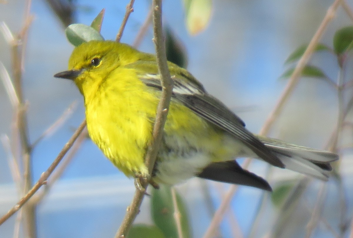 Pine Warbler - Judy and Don Self