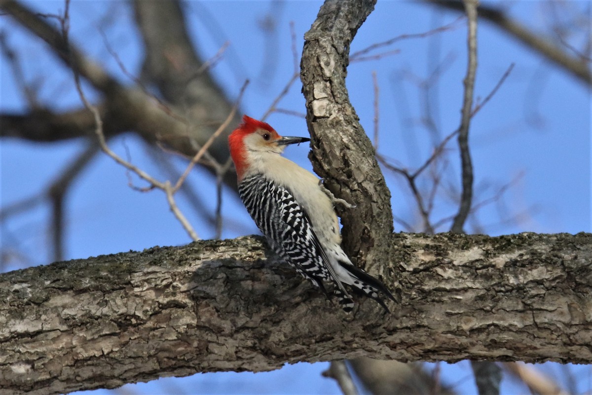 Red-bellied Woodpecker - ML82437201