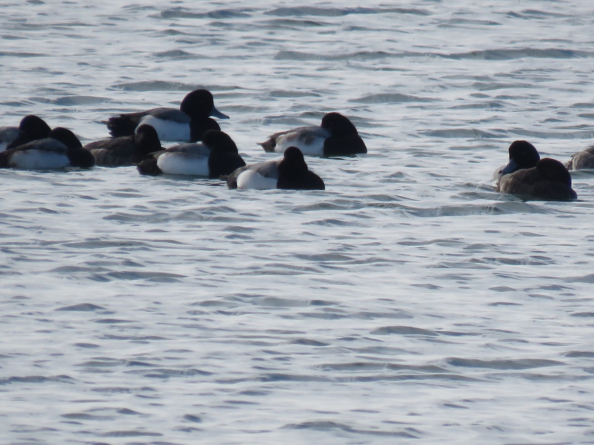 Greater Scaup - ML82441801