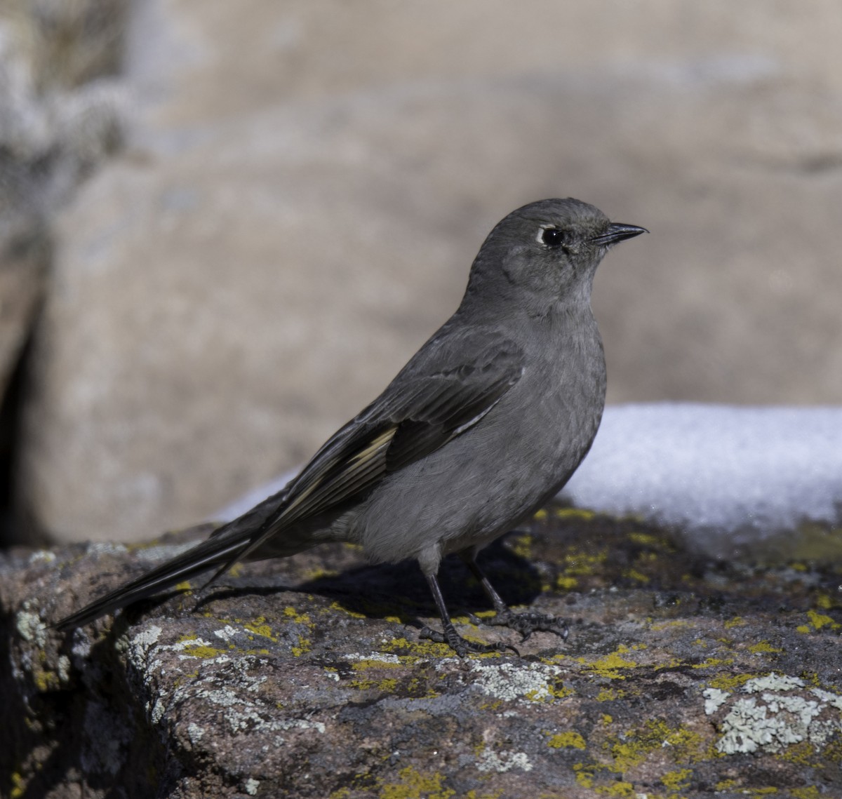 Townsend's Solitaire - Roger Wieck