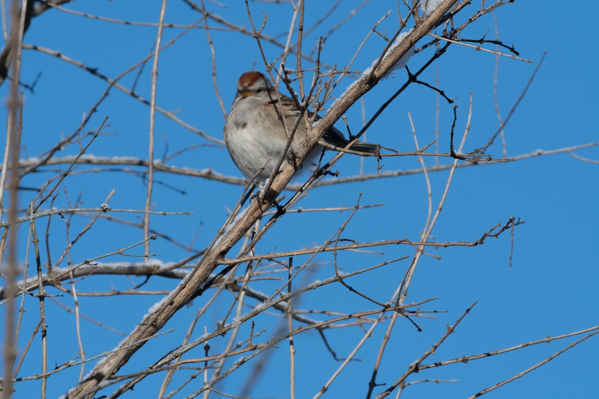 American Tree Sparrow - ML82446031