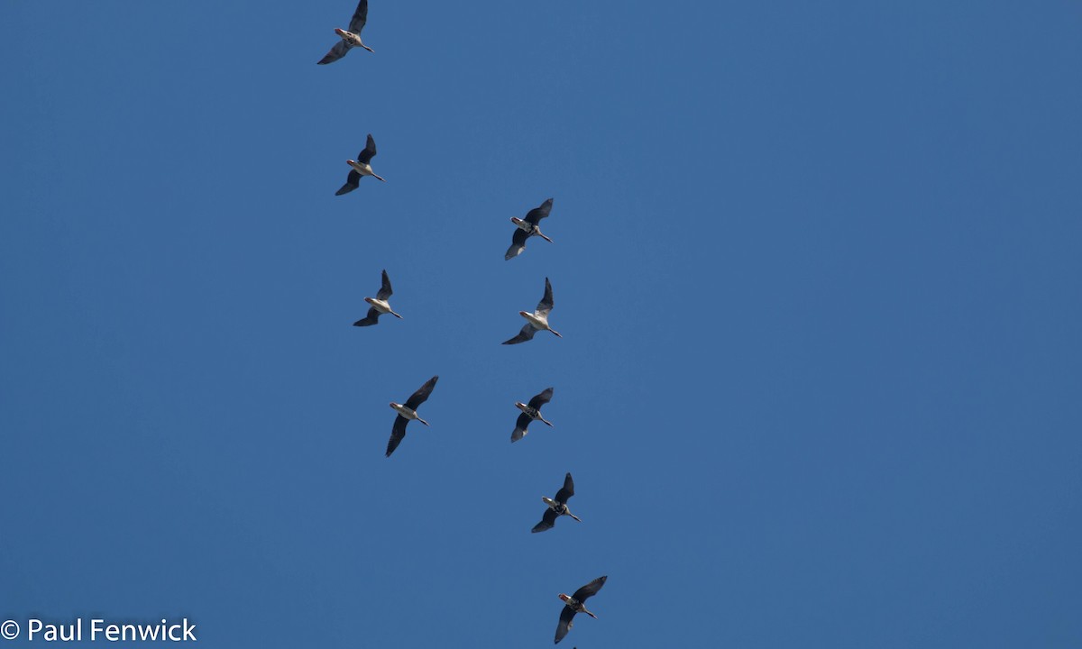 Greater White-fronted Goose (Western) - ML82447151
