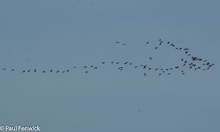 Cackling Goose (Aleutian), ML82447361