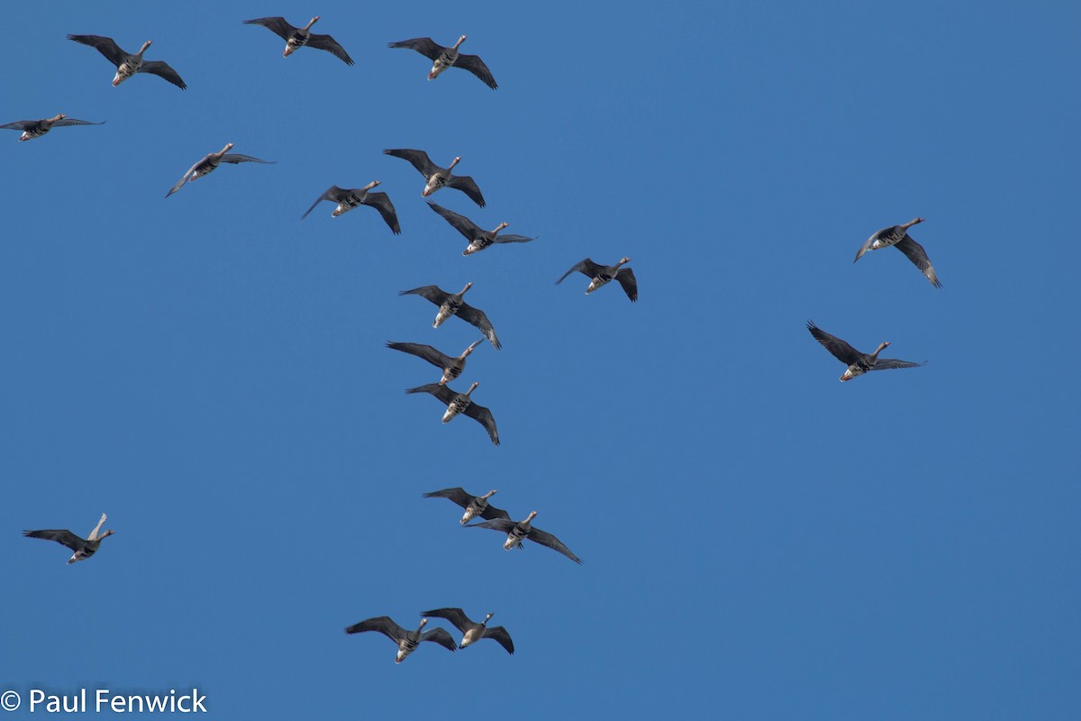 Greater White-fronted Goose (Western) - Paul Fenwick