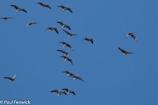 Greater White-fronted Goose (Western), ML82447771