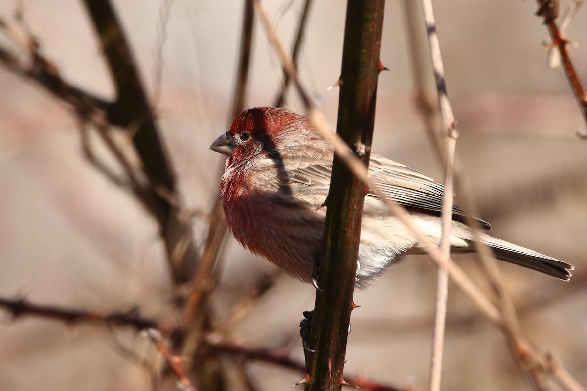 House Finch - Russ Smiley