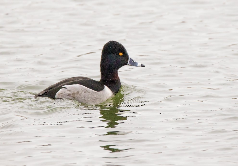 Ring-necked Duck - Nick Saunders