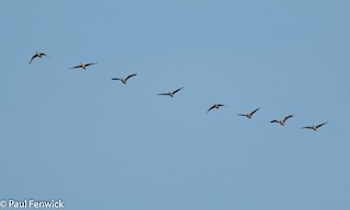 Cackling Goose (Aleutian), ML82448081