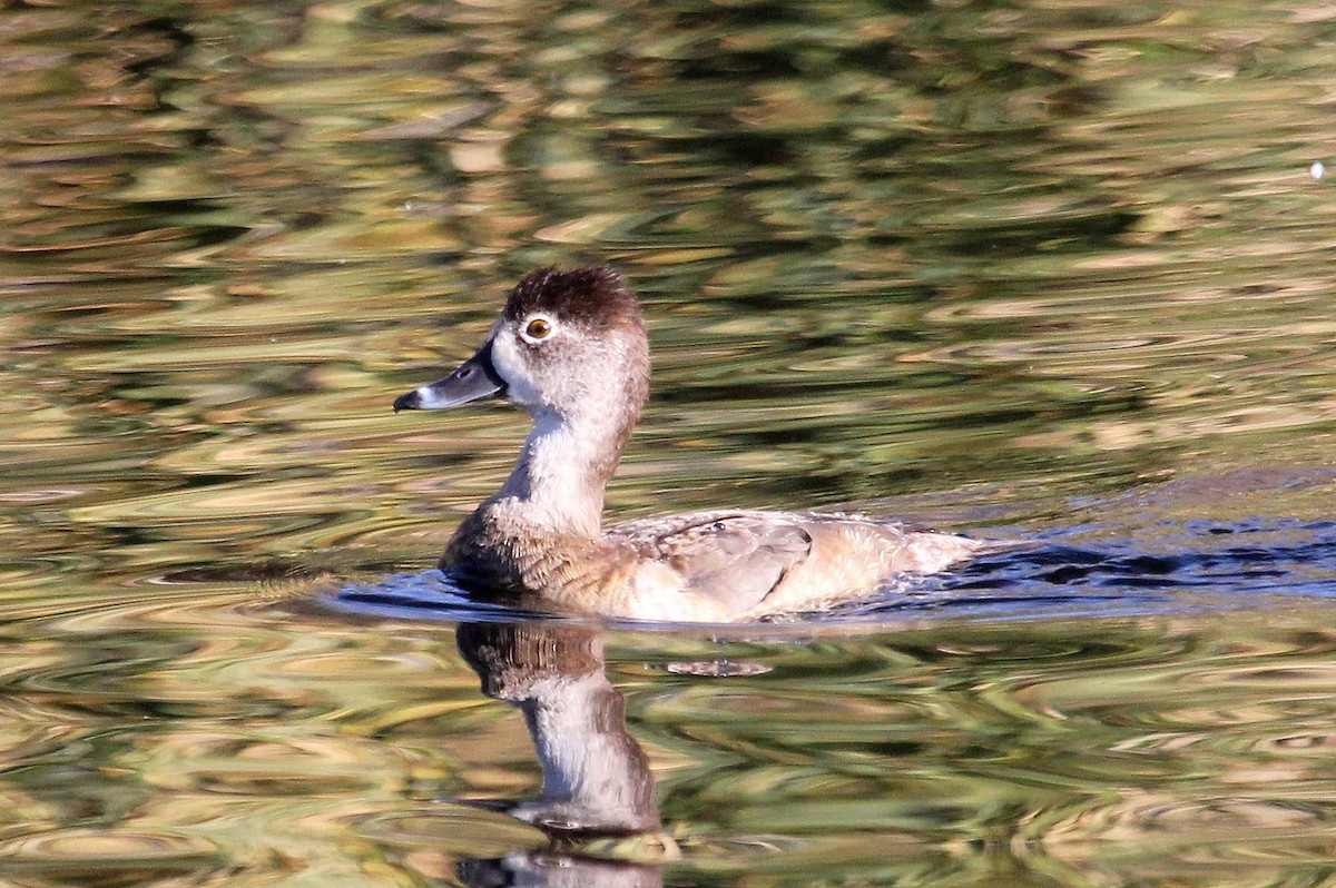 Ring-necked Duck - ML82448851