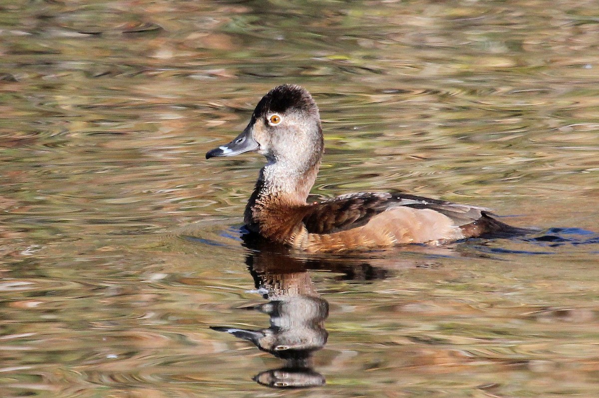 Ring-necked Duck - Andrew Core