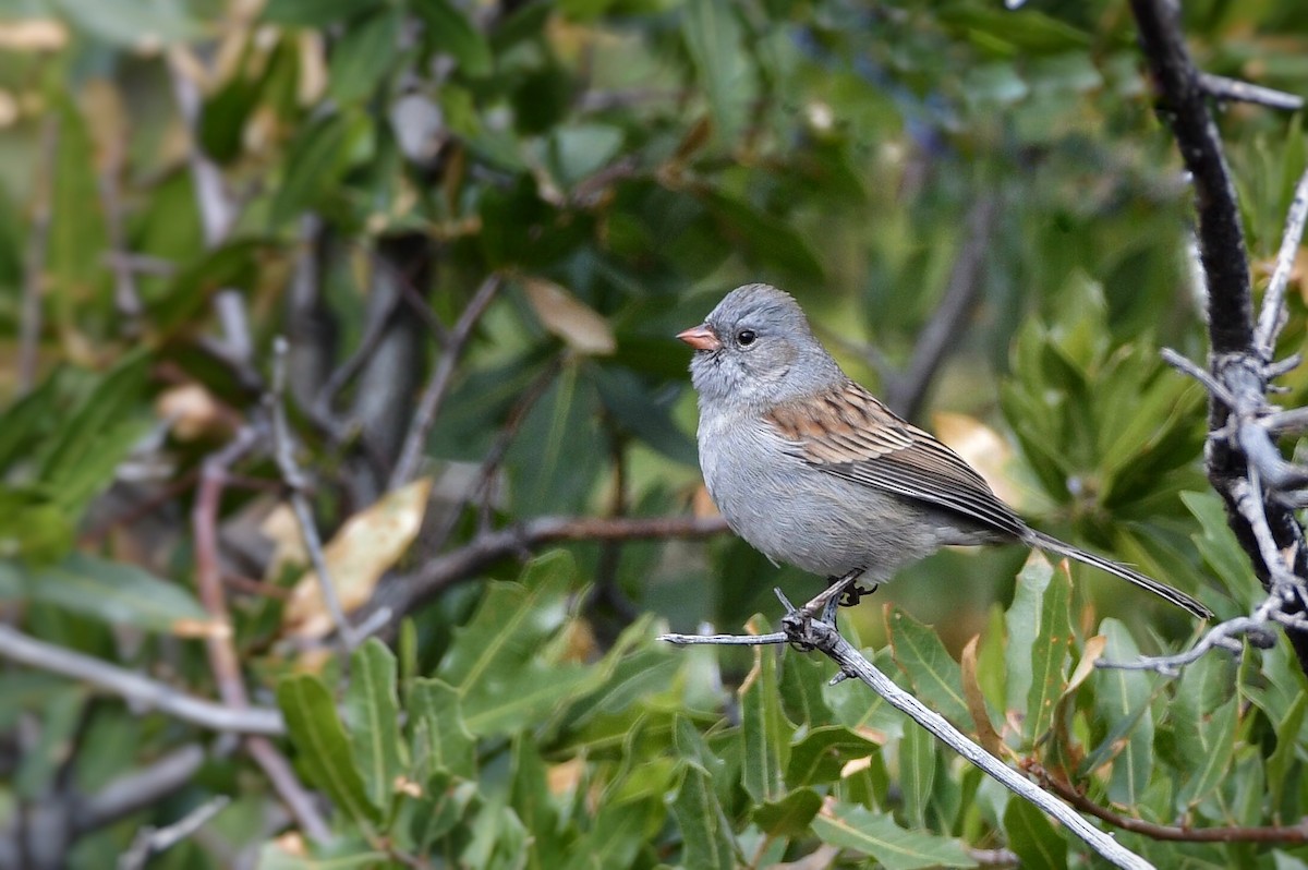 Black-chinned Sparrow - Marky Mutchler