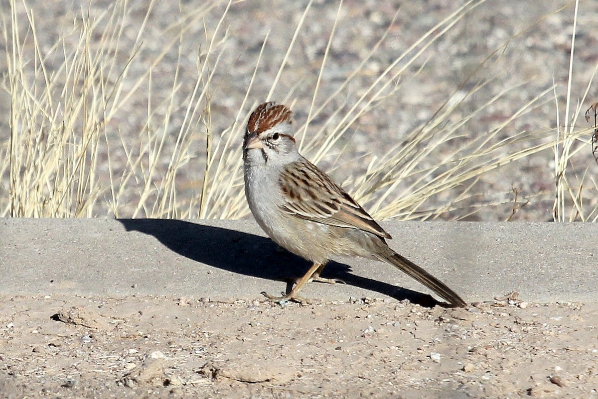 Rufous-winged Sparrow - ML82449391