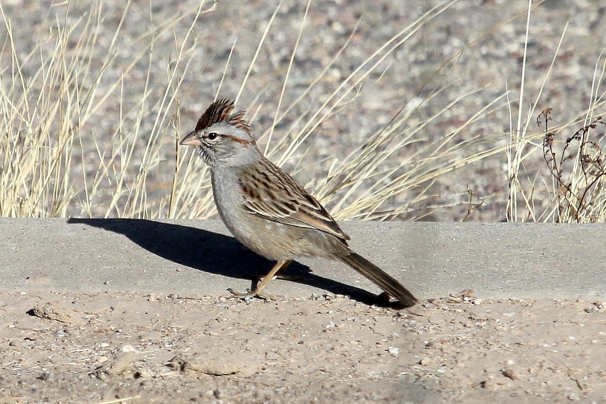 Rufous-winged Sparrow - ML82449401