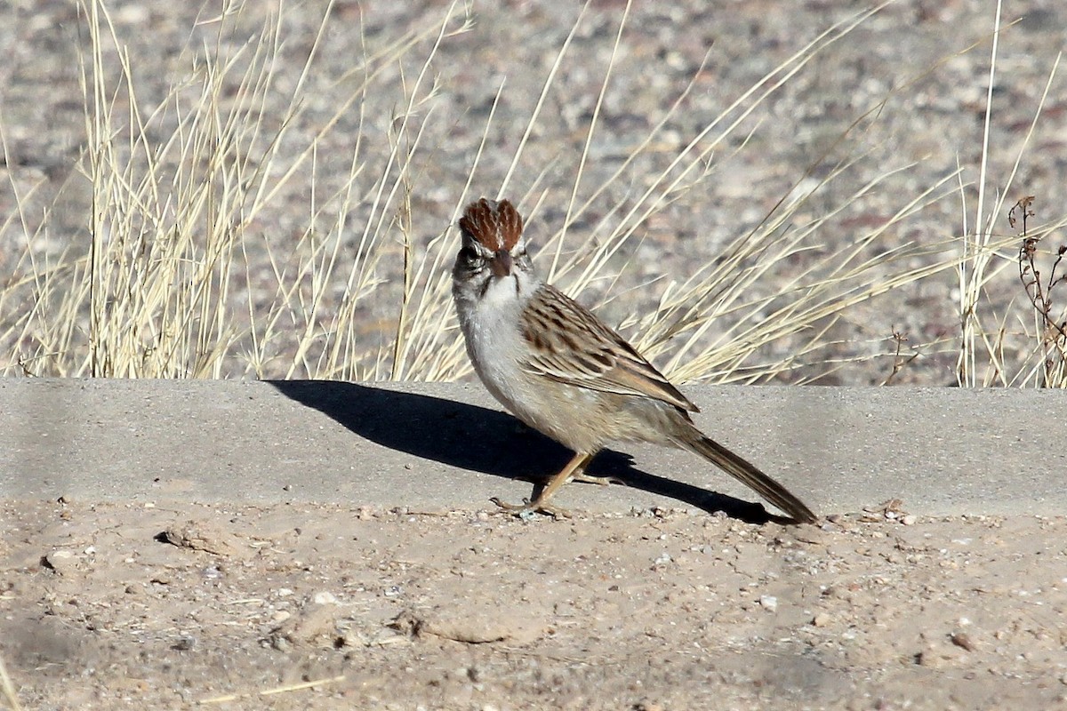 Rufous-winged Sparrow - ML82449411