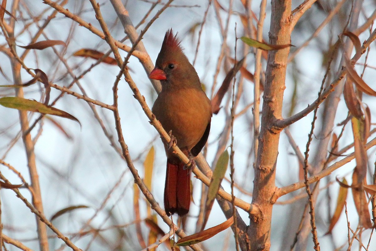 Northern Cardinal - Andrew Core