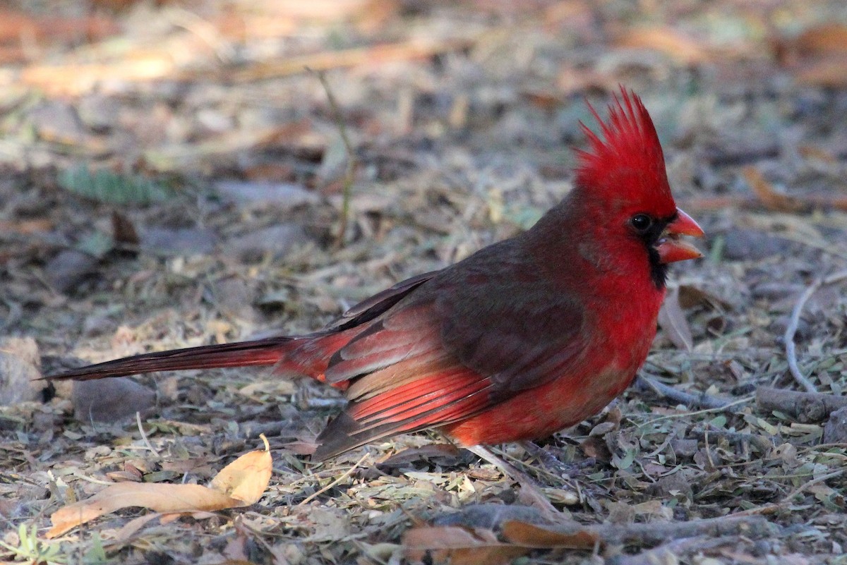 Northern Cardinal - Andrew Core