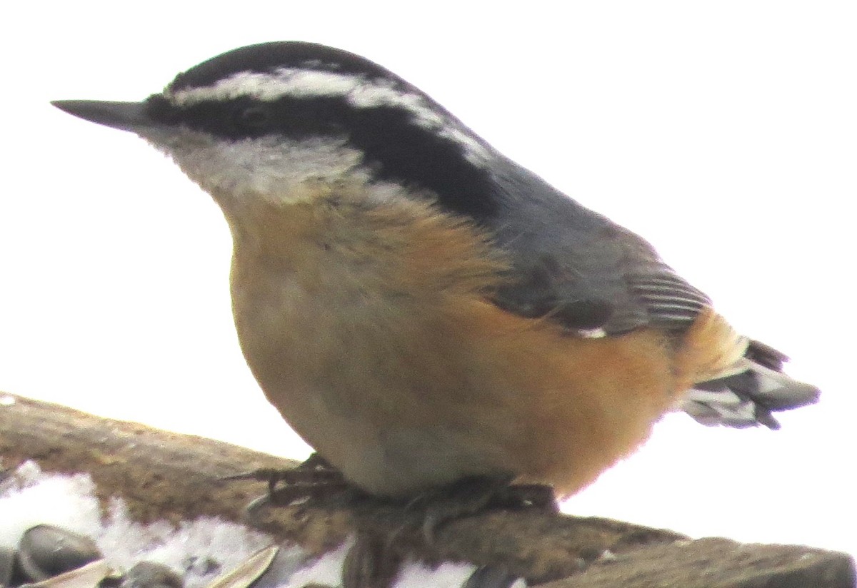 Red-breasted Nuthatch - Tom Schmidt