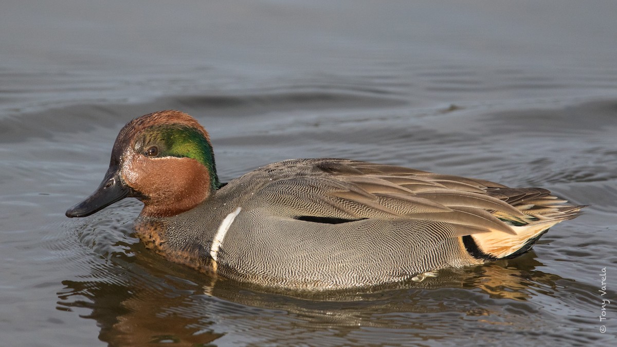 Green-winged Teal - ML82450271