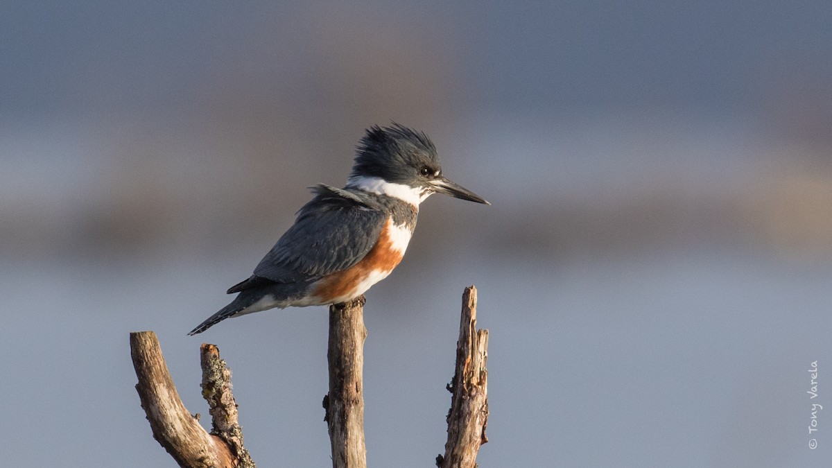 Belted Kingfisher - ML82450331