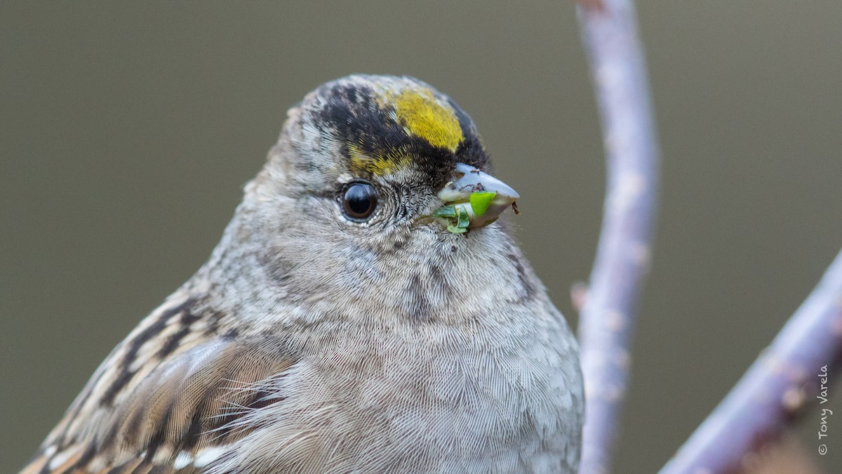 Golden-crowned Sparrow - Tony V
