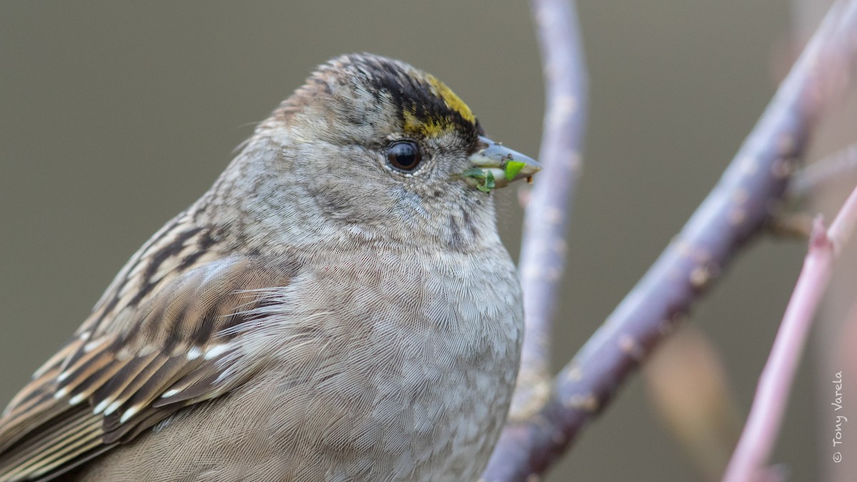 Golden-crowned Sparrow - ML82450491