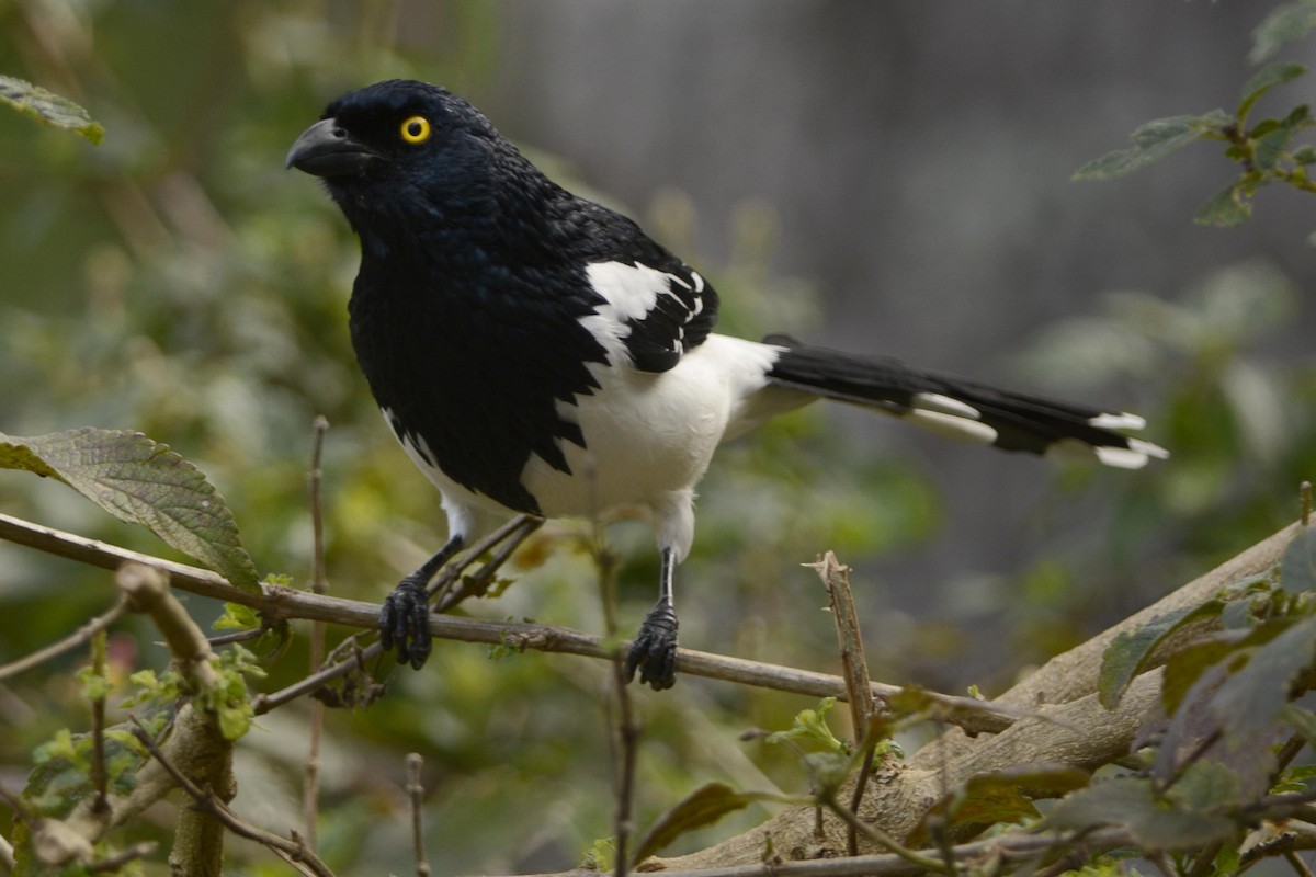 Magpie Tanager - ML82450771