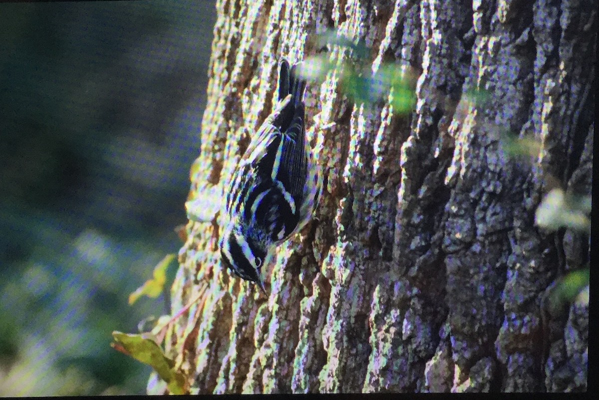 Black-and-white Warbler - ML82455501