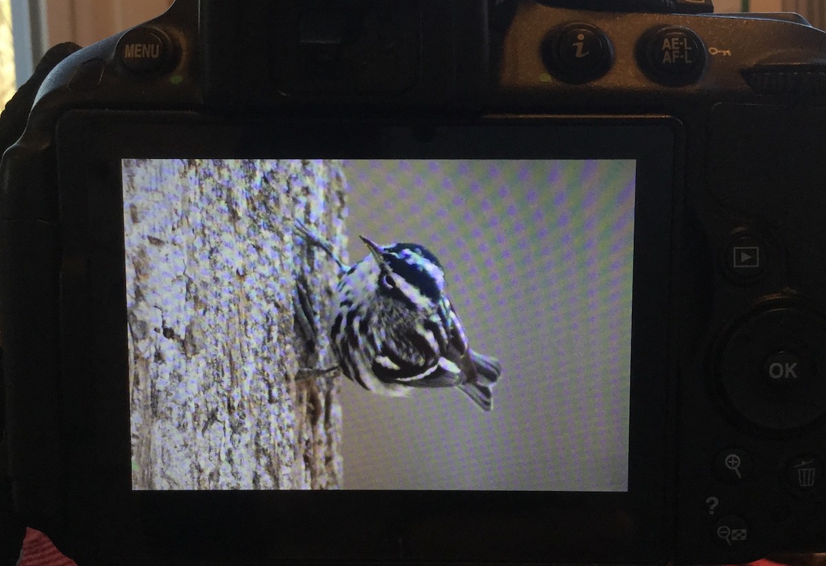 Black-and-white Warbler - ML82455511