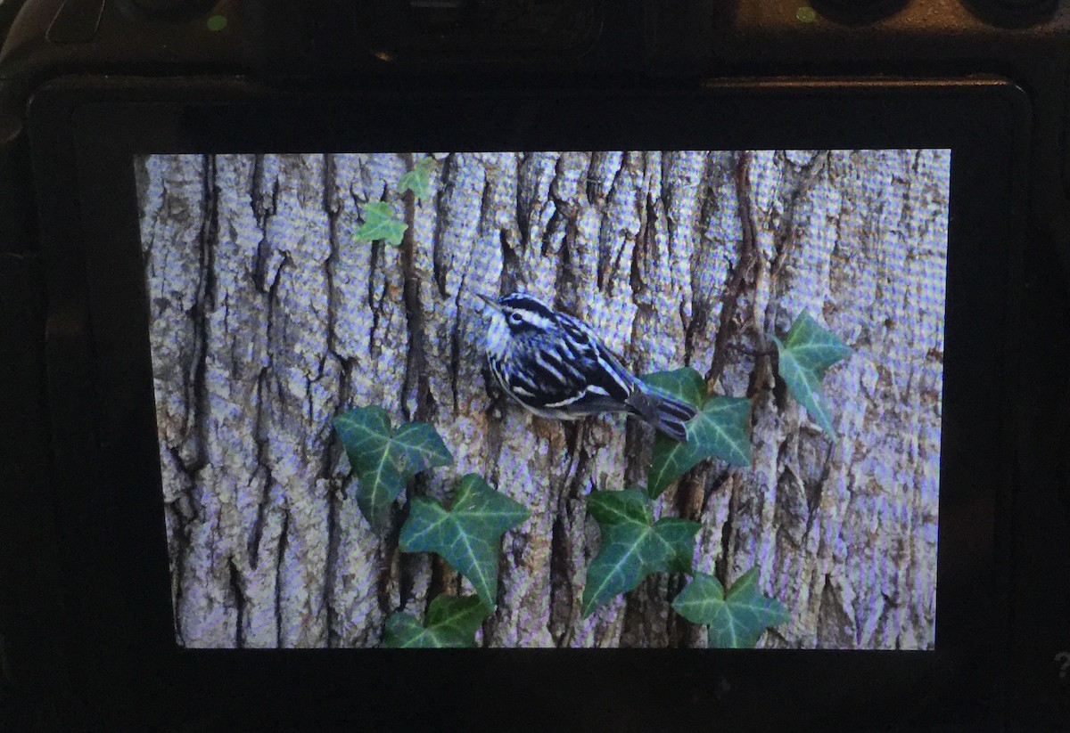 Black-and-white Warbler - ML82455521