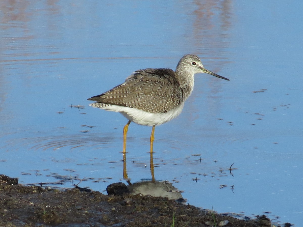 Greater Yellowlegs - Vincent Maglio