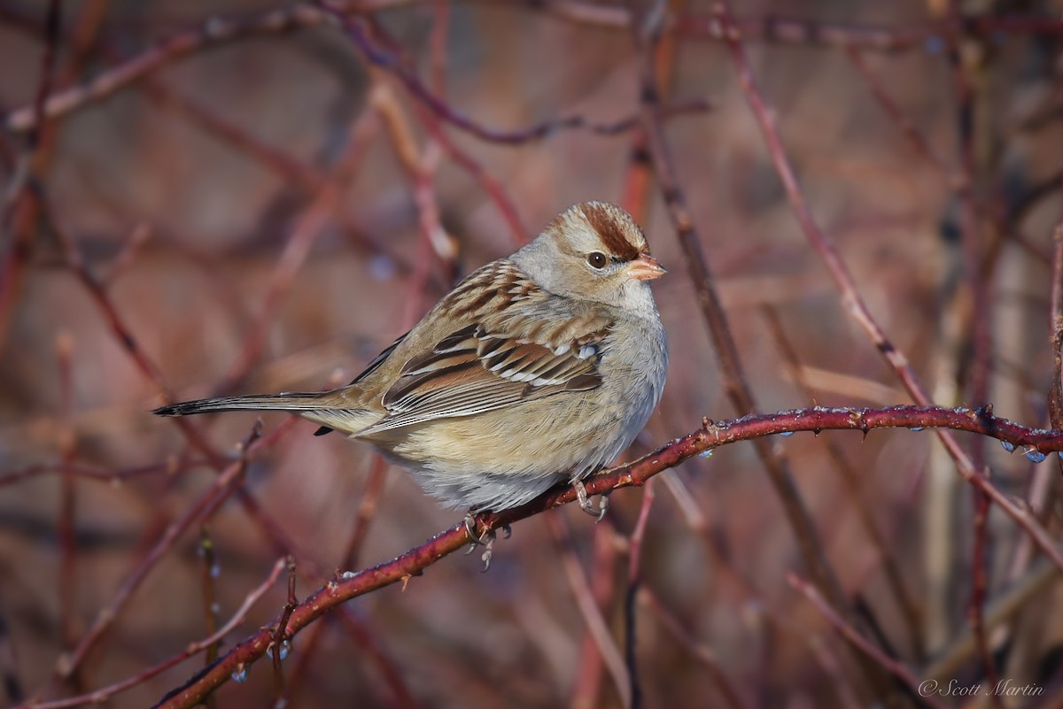White-crowned Sparrow - Scott Martin