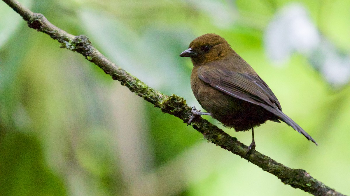 Tawny-crested Tanager - ML82457941