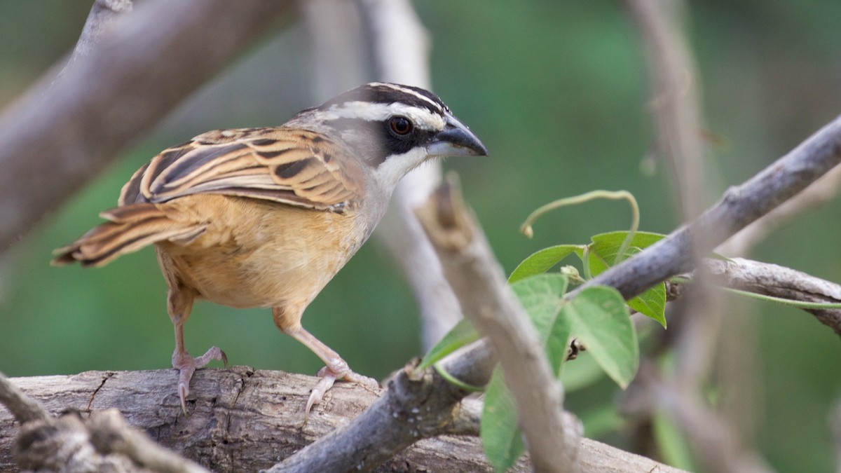 Stripe-headed Sparrow - ML82458741