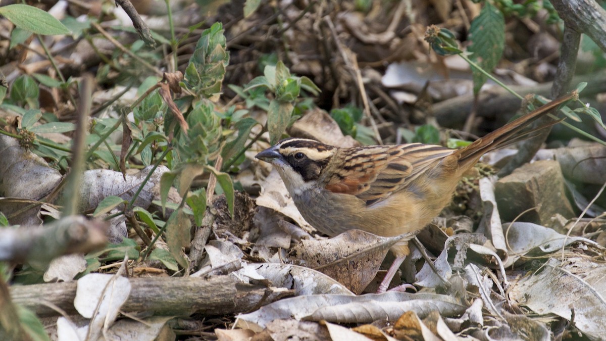 Stripe-headed Sparrow - ML82458751