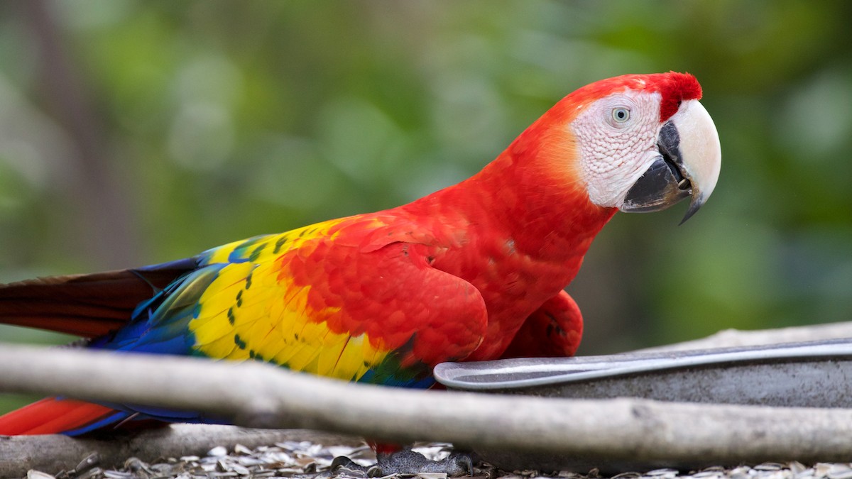 Scarlet Macaw - ML82460791