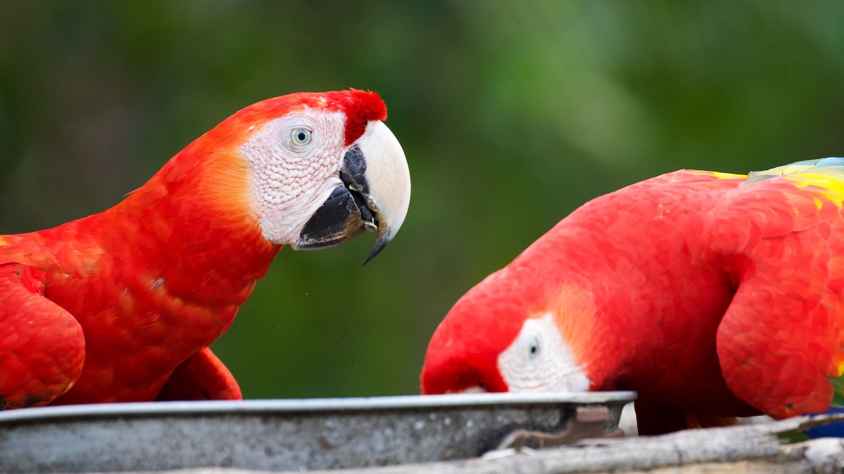 Scarlet Macaw - ML82460801