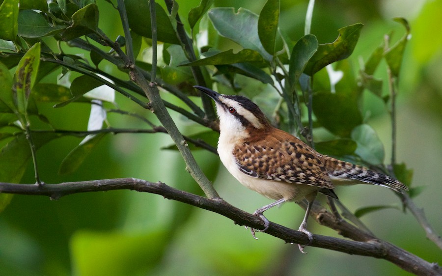 Matraca Nuca Canela (grupo capistratus) - eBird