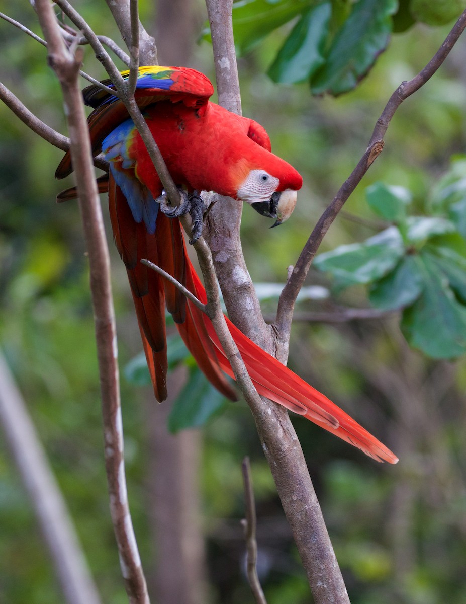 Scarlet Macaw - ML82465241