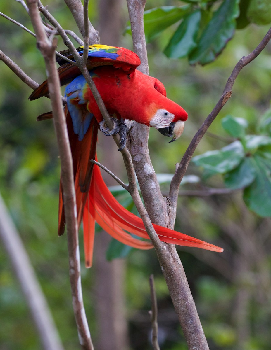 Scarlet Macaw - ML82465251