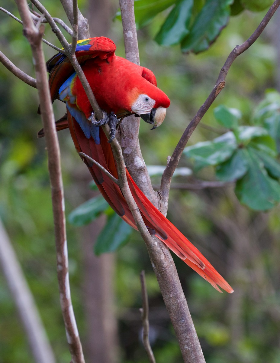 Scarlet Macaw - ML82465261