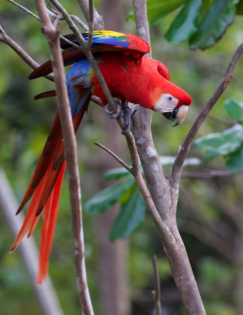 Scarlet Macaw - ML82465291