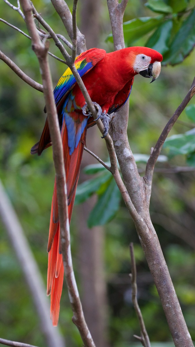Scarlet Macaw - ML82465331