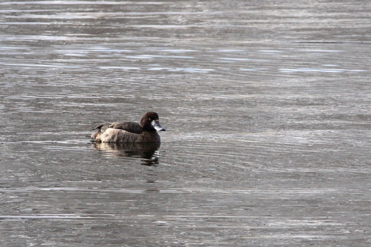 Greater Scaup - John Berry