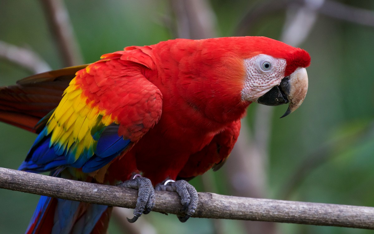 Scarlet Macaw - ML82465431