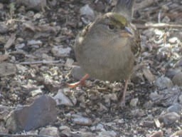Golden-crowned Sparrow - ML82467501