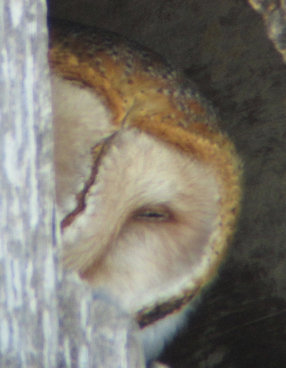 Barn Owl - frank lyne